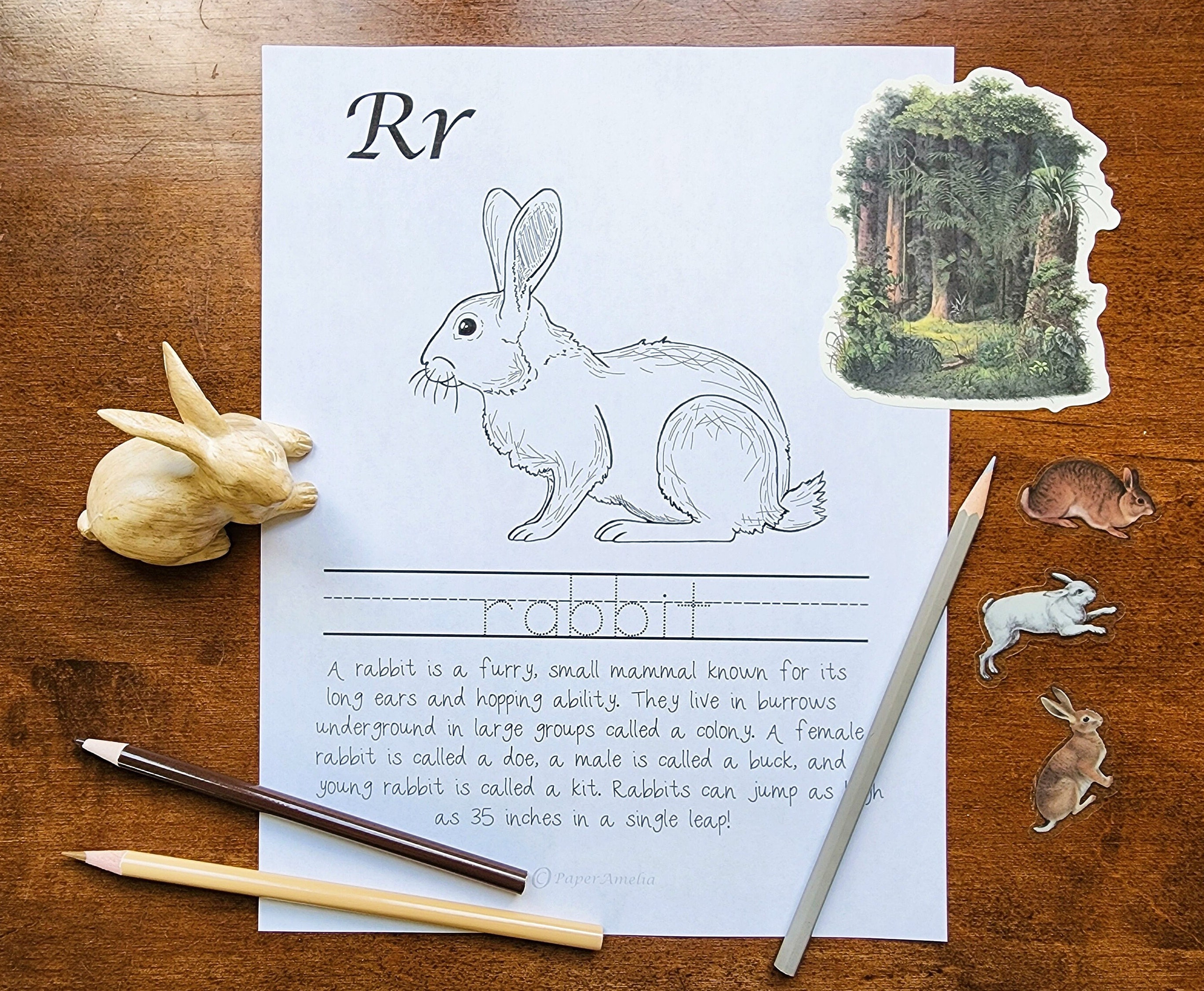 Baby Bunny Rabbit Male Female Bonding Neutered Male Rabbit With