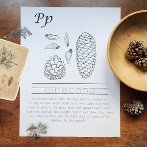 Può includere: Un'illustrazione in bianco e nero di una pigna con il testo "Pp pinecone" e una descrizione dello scopo della pigna. La pigna proviene dal pino. Il suo scopo è quello di mantenere al sicuro i semi del pino. Le pigne chiudono le loro squame per proteggere i semi dalle temperature fredde, dal vento e persino dagli animali che potrebbero cercare di mangiarli. Le pigne possono rimanere sul loro albero per più di 10 anni prima di cadere a terra!