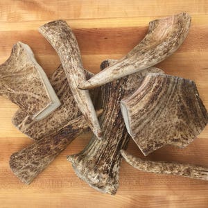 Moose Antler Dog Chews S, M, L image 1