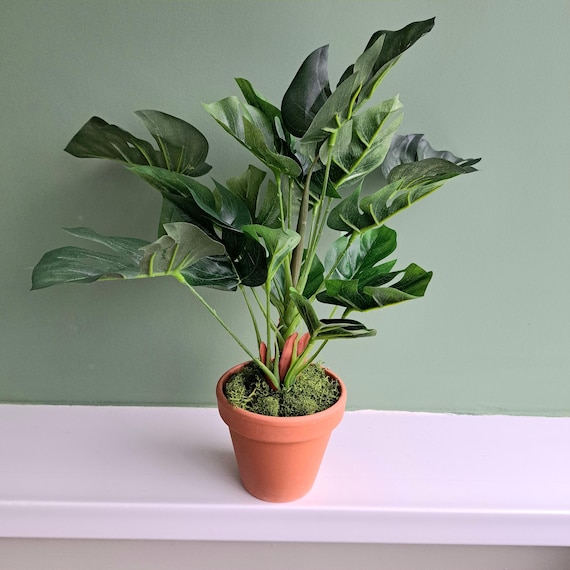 philodendron atom Buy Philodendron Super Atom Variegated main image 0