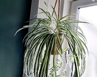 Large hanging faux spiderplant