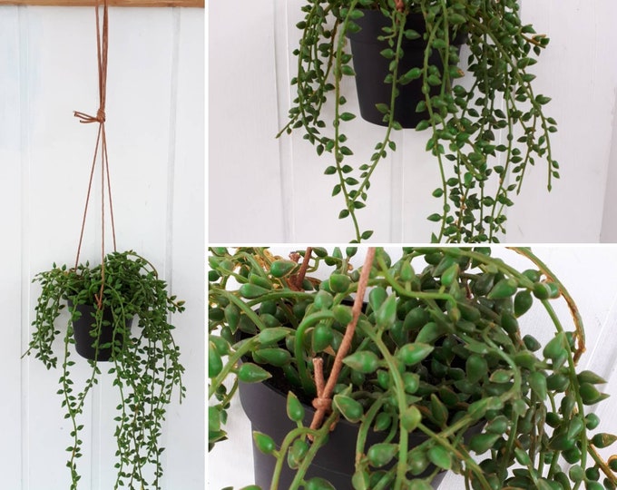 Hanging Faux String of Pearls Plant Etsy