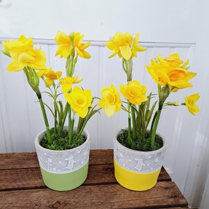 May include: Two potted daffodils with yellow flowers in decorative pots featuring a bunny design. The pots are painted in a two-tone colour scheme, one with green and grey and the other with yellow and grey.