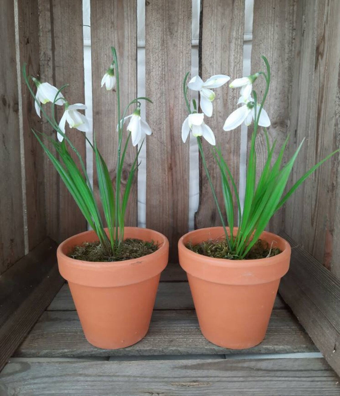 Faux snowdrop plant in terracotta pot Etsy