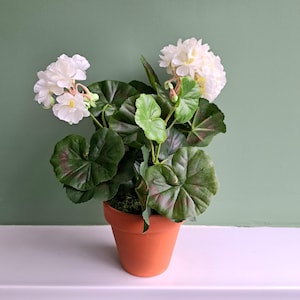 May include: A potted white geranium plant with green leaves in a terracotta pot. The plant is in focus and the background is a light green wall.