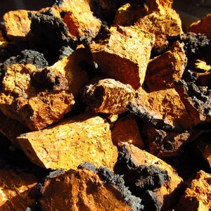 May include: Close-up of a pile of chaga mushroom pieces. The pieces are a dark brown color with a rough, textured surface. Some of the pieces have a lighter brown color, almost orange.