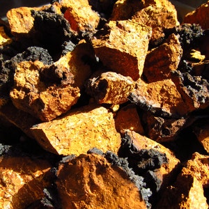 Chaga Mushroom Chunks 1/2 Pound - Wild-foraged, Naturally Dried Maine Chaga, Ready to brew into tea, 100% Natural and Wild