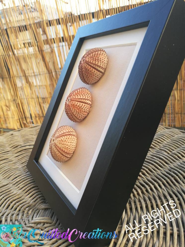 Urchin Shell Wall Art Sea Urchins Wall Decor Coastal Wall Etsy Ireland