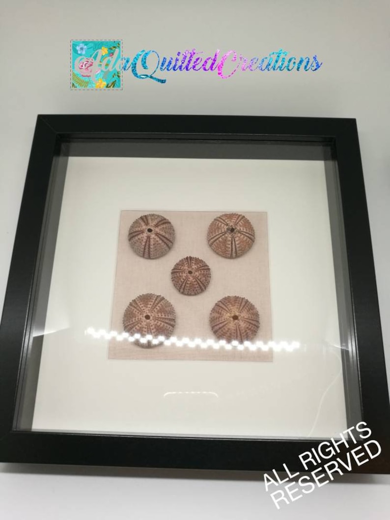 Sea Urchins Wall Decor Urchin Shell Wall Art Coastal Wall Etsy