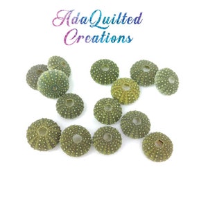 Tiny green sea urchin shells sold in sets of five, diameter 1.2 cm (0.5"), Mediterranean sea urchin shells, real rare urchin shells