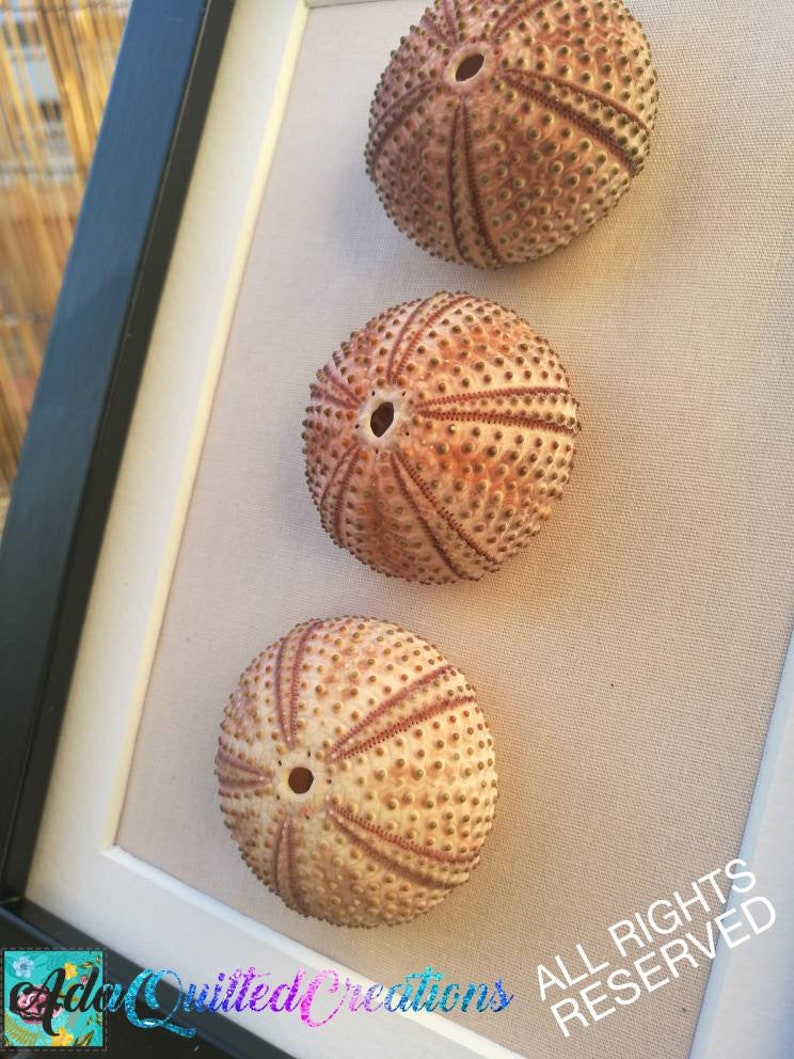 Urchin shell wall art sea urchins wall decor coastal wall Etsy