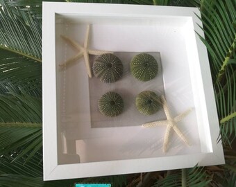 Starfish & Sea urchins wall decor, urchin shell wall art, coastal wall decor, framed natural urchin shells, green sea urchins coastal decor