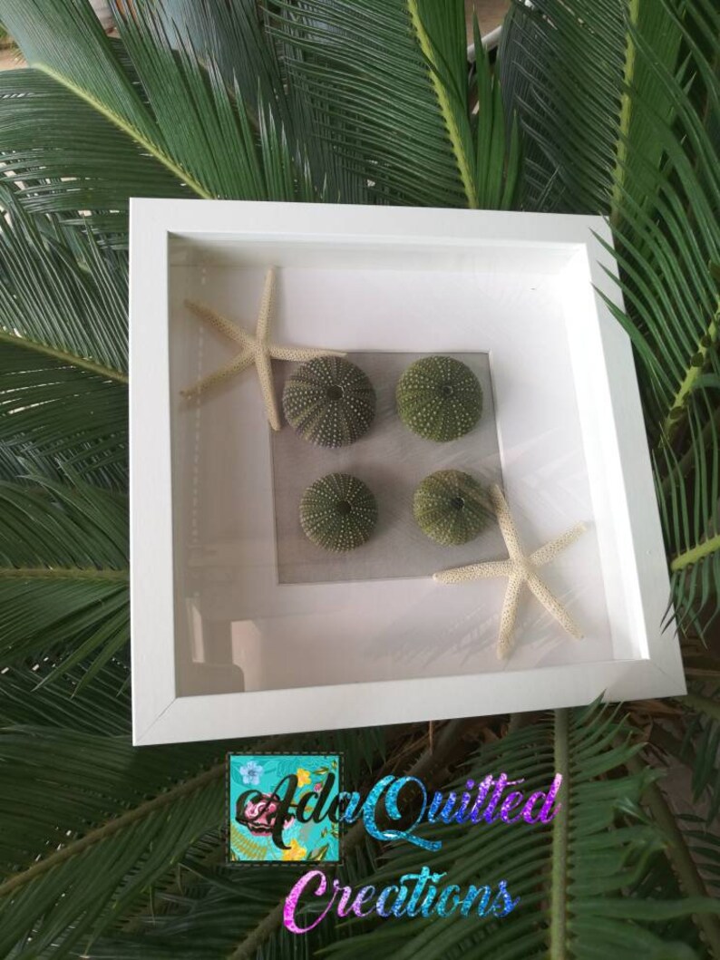 Starfish & Sea Urchins Wall Decor Urchin Shell Wall Art Etsy
