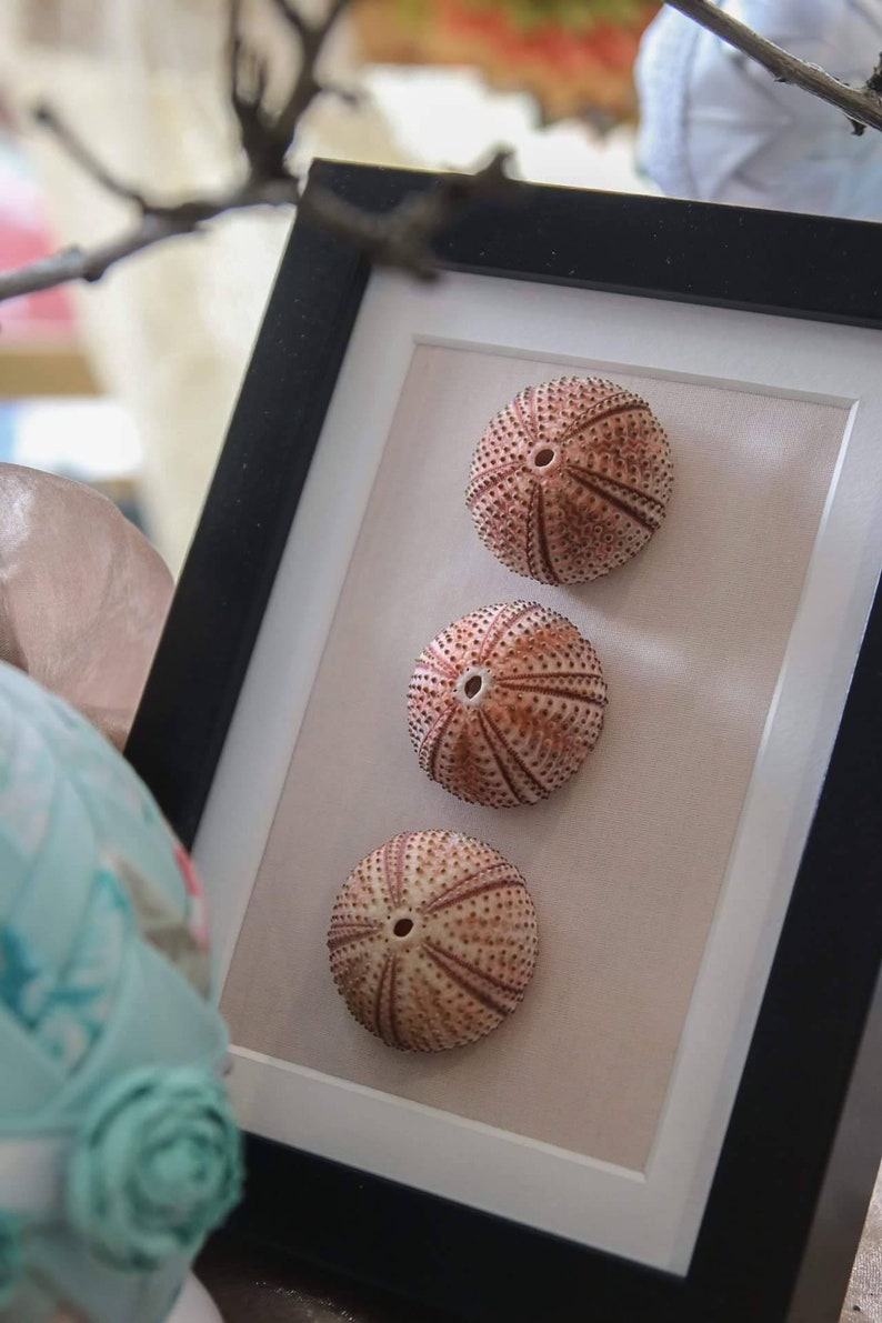 Urchin Shell Wall Art Sea Urchins Wall Decor Coastal Wall Etsy