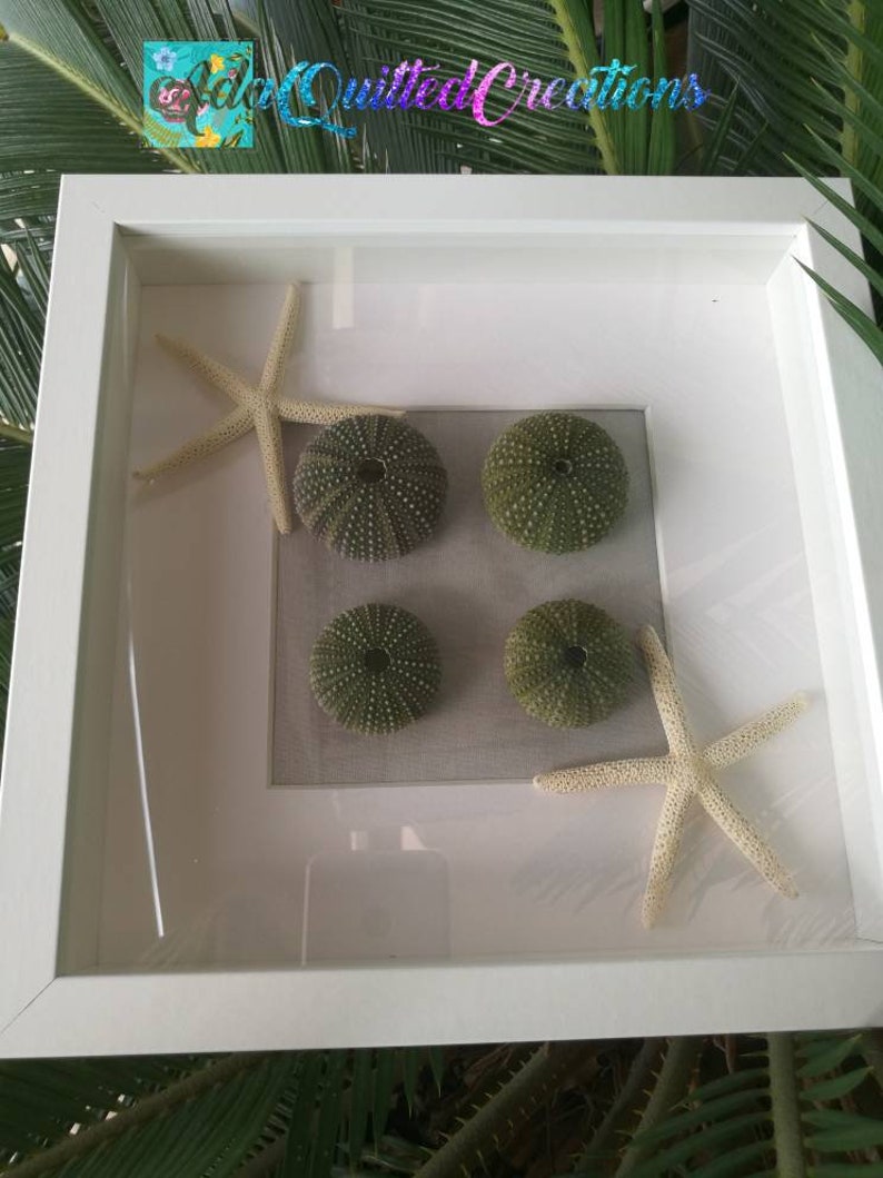 Starfish & Sea Urchins Wall Decor Urchin Shell Wall Art Etsy