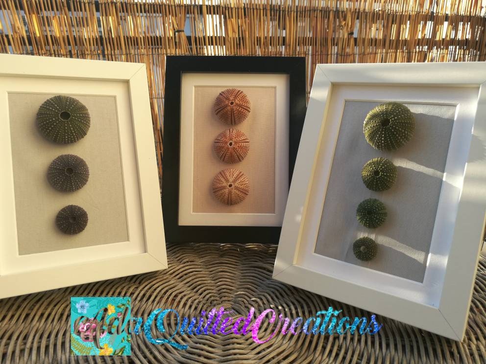 Urchin Shell Wall Art Sea Urchins Wall Decor Coastal Wall Etsy Ireland