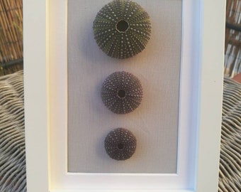 Urchin shell wall art, sea urchins wall decor, coastal wall decor, framed natural urchin shells, green and pink sea urchins coastal decor