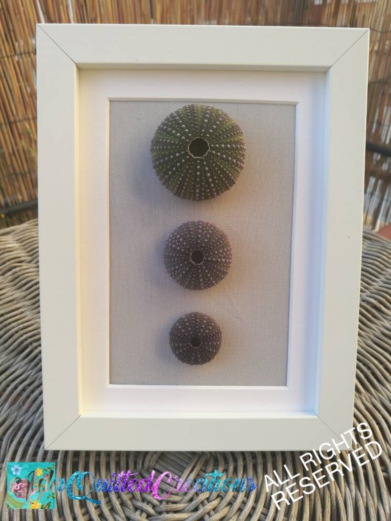 Urchin Shell Wall Art Sea Urchins Wall Decor Coastal Wall Etsy