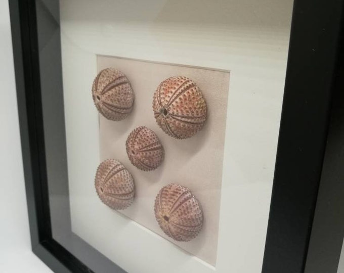 Sea Urchins Wall Decor Urchin Shell Wall Art Coastal Wall Etsy