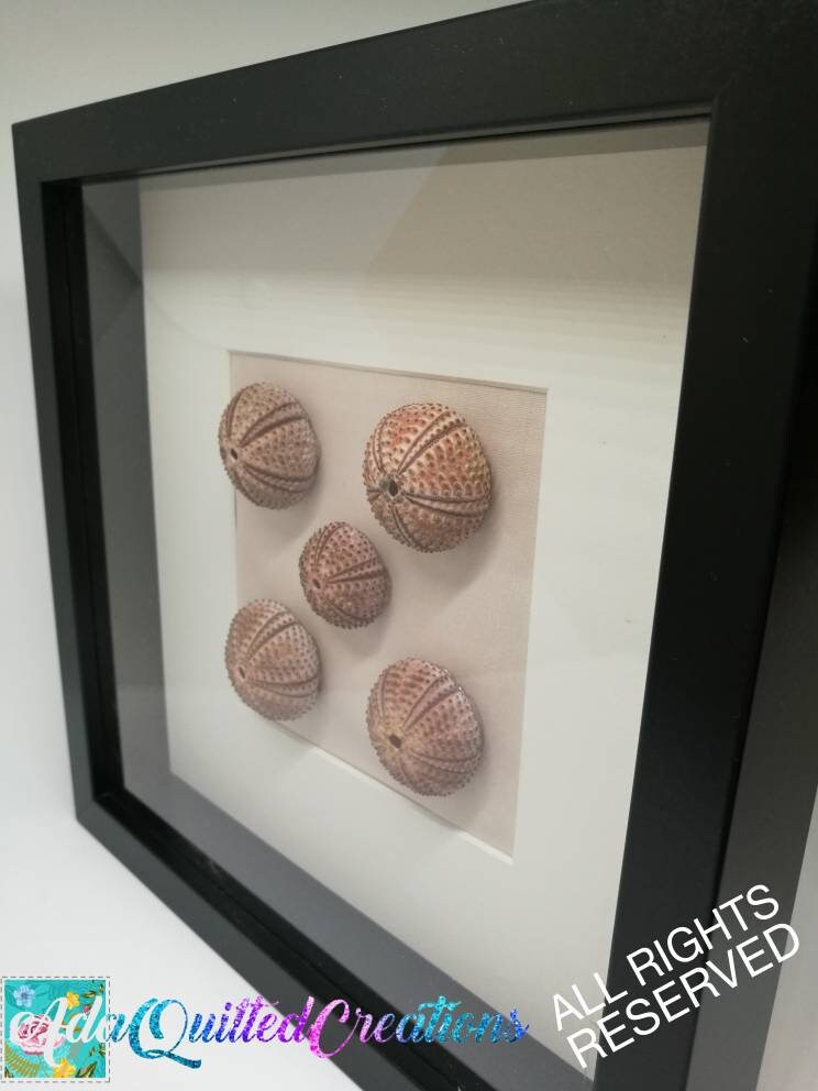 Sea urchins wall decor urchin shell wall art coastal wall Etsy