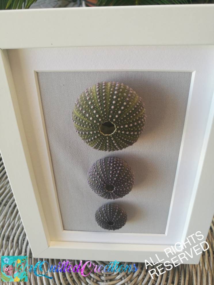 Urchin Shell Wall Art Sea Urchins Wall Decor Coastal Wall Etsy Ireland