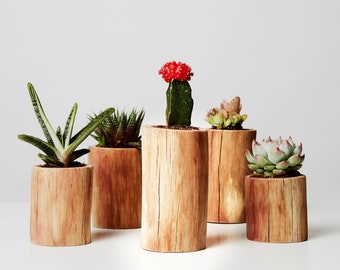 SET of 5 Cactus Plant Pots for Succulents - Peperomia, Rustic Plant Decor, Plant Farmhouse Decor, Peperomia Pot, Plant Stand, Indoor Garden