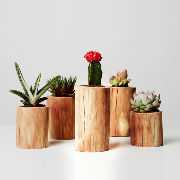 SET of 5 Cactus Plant Pots for Succulents - Peperomia, Rustic Plant Decor, Plant Farmhouse Decor, Peperomia Pot, Plant Stand, Indoor Garden