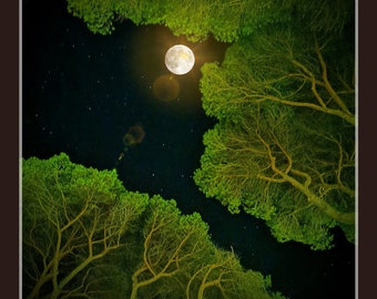Photography with moon in the trees