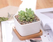 Medium Ceramic Succulent Pot, Ceramic Planter Set, Cactus Planter Container, Square Pot, Bamboo Tray, Plants Not Included, 1, Set of 2 or 3