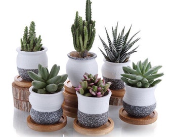 Succulent Flower Pots