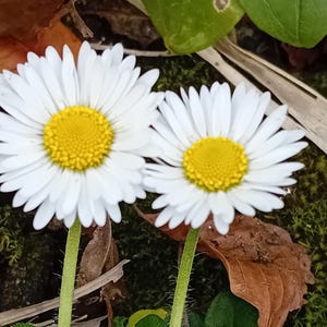 Daisy, Daisy - Cartão fotográfico feito à mão