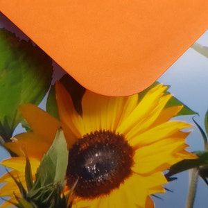 Sunflower and The Moon