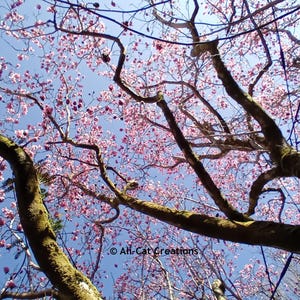 Magnolia Campbellii Mossy Limbs - Carte photo faite main