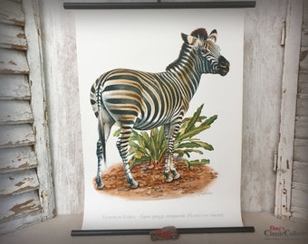 Vintage Teaching Chart "zebra" ~ School Chart ~ Mural Chart ~ Rolling Chart ~ Wall Deco ~ Nature ~ Africa ~ Zoology ~ hy5646