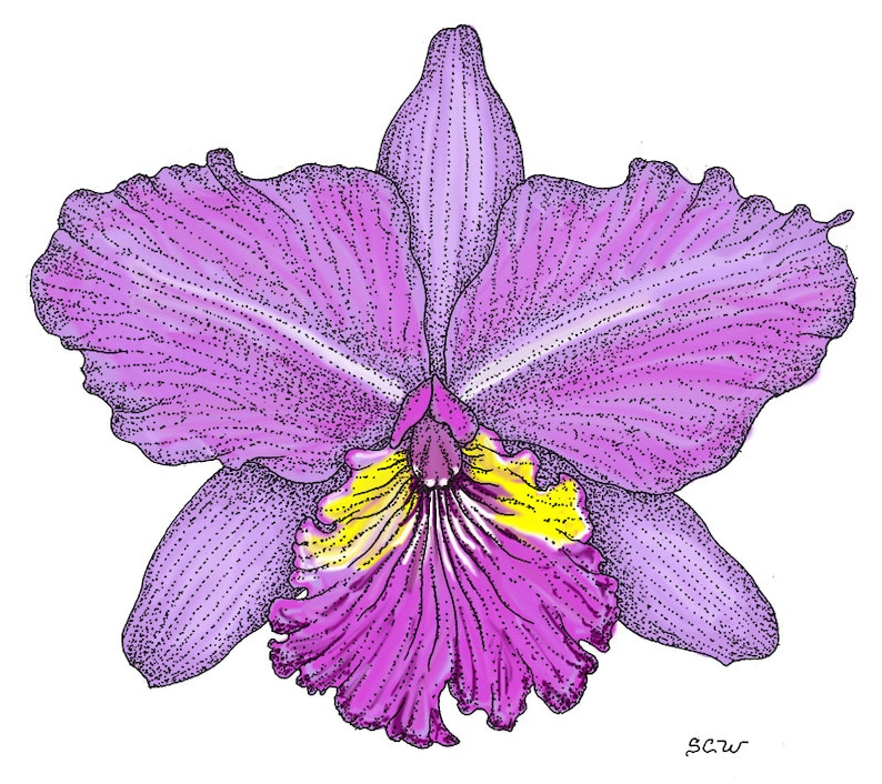 set of 3, petal, sepal and throat Cattleya Orchid Silicone Veiner