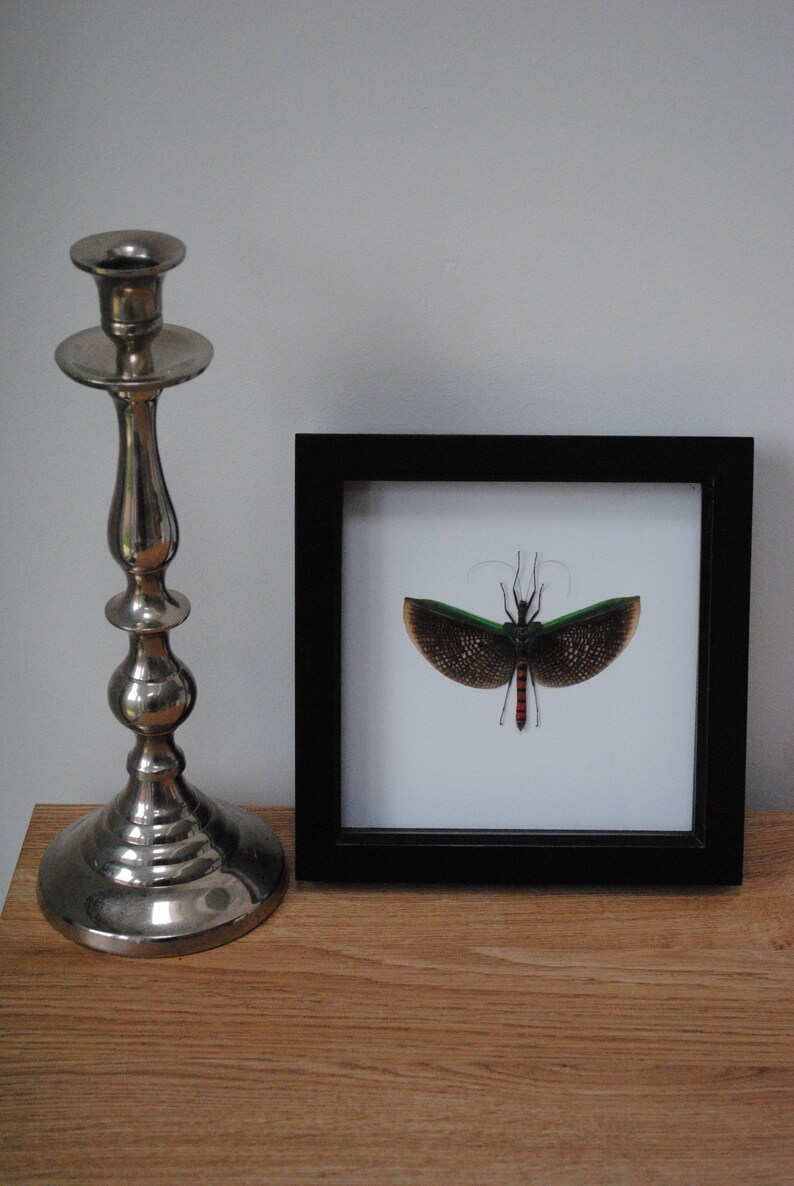 Calvisia virbius stick insect mounted in a black wood frame