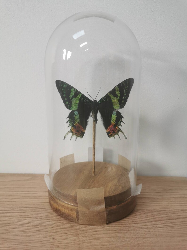 Urania ripheus sunset moth mounted in a glass dome