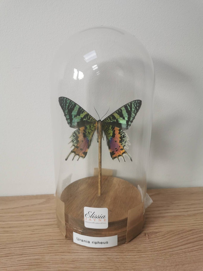 Urania ripheus sunset moth mounted in a glass dome