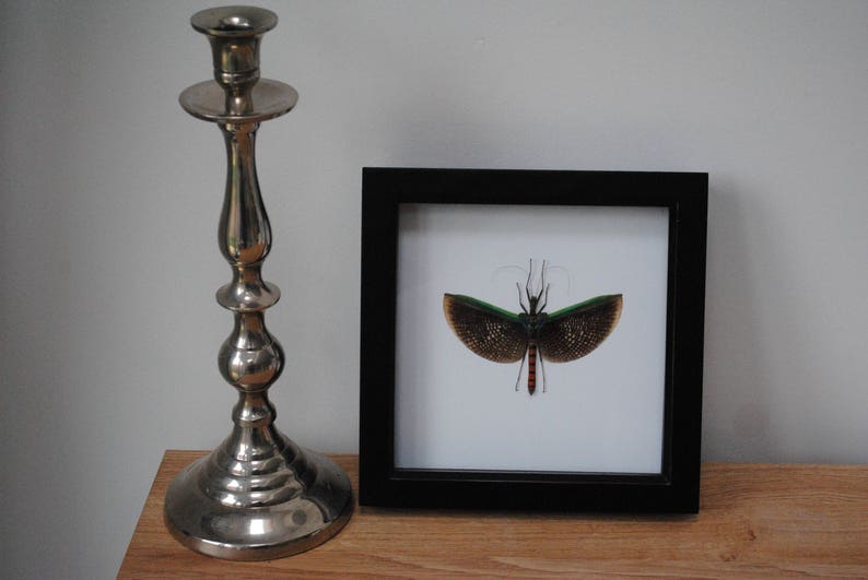 Calvisia virbius stick insect mounted in a black wood frame