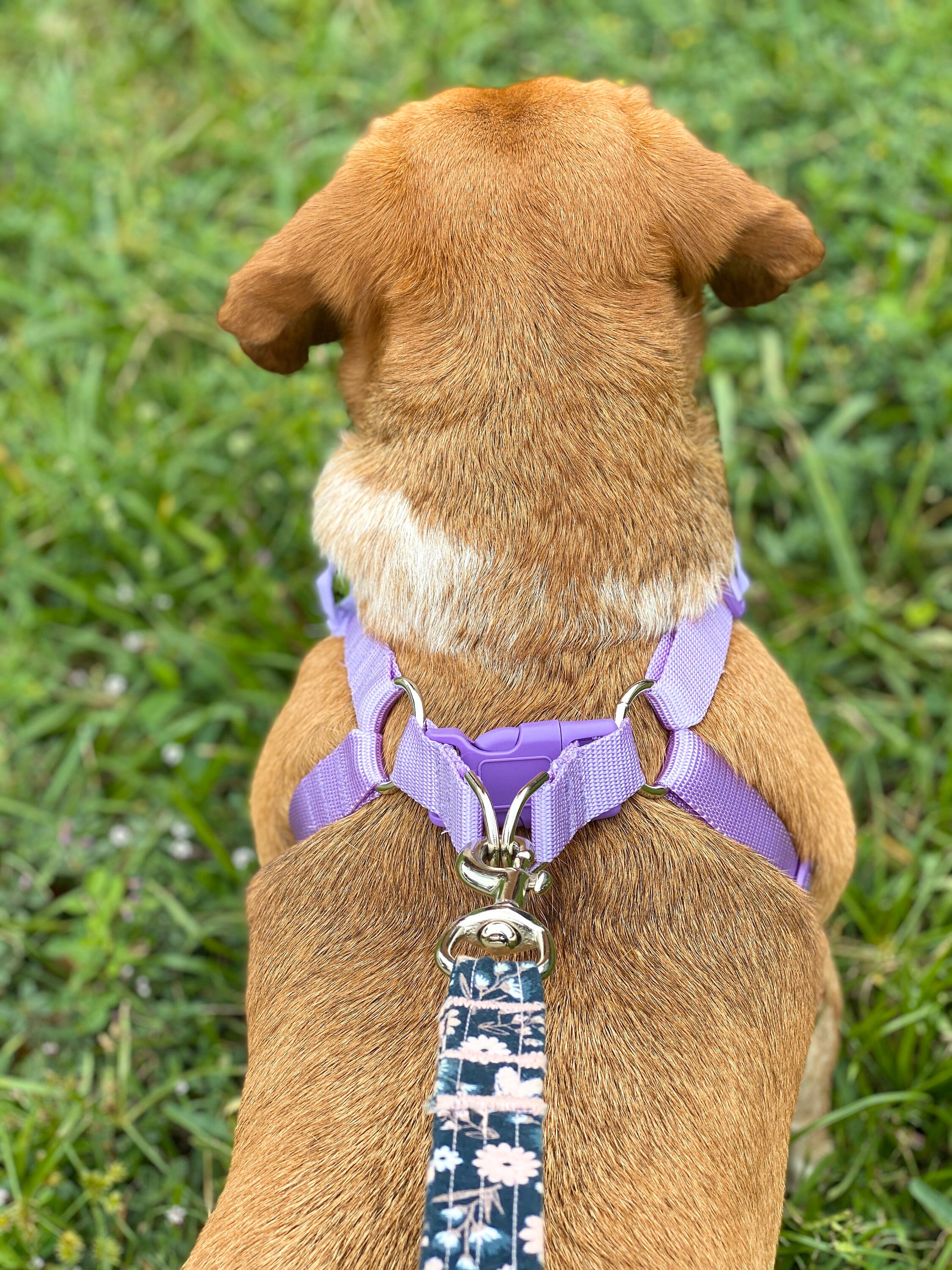 Galaxy dog harnessstep in dog harness dog vest harness Etsy