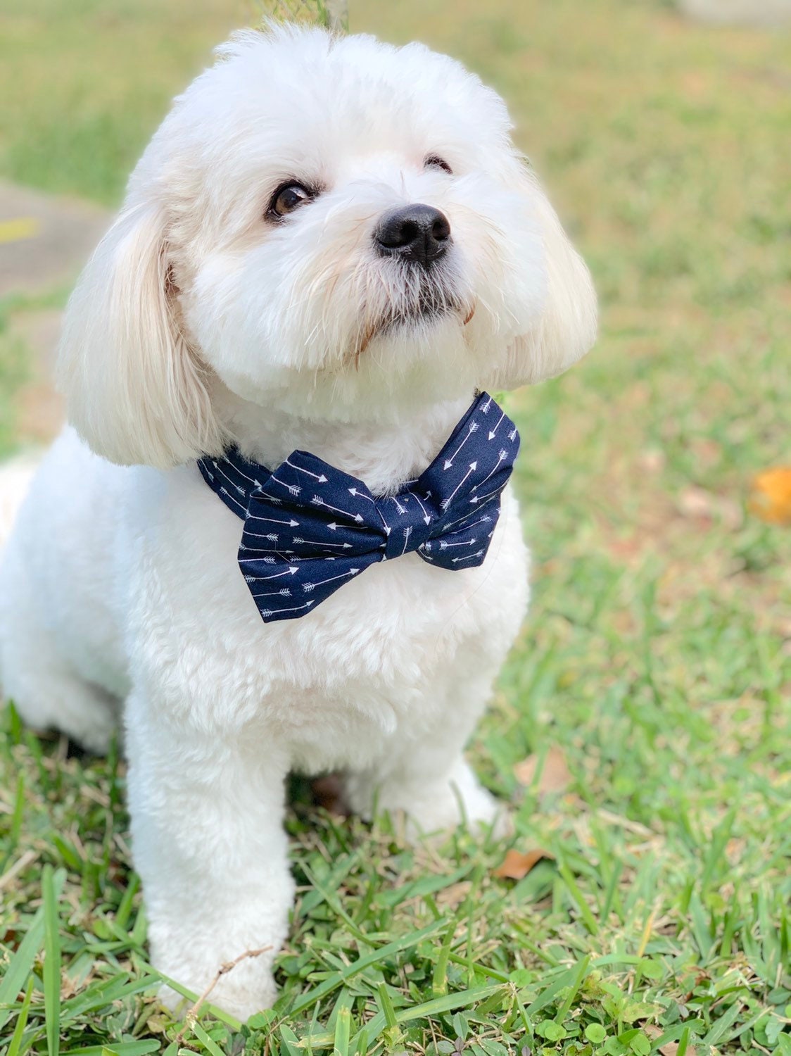 cute dog bow ties
