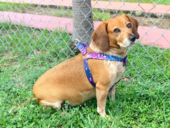 galaxy dog harness