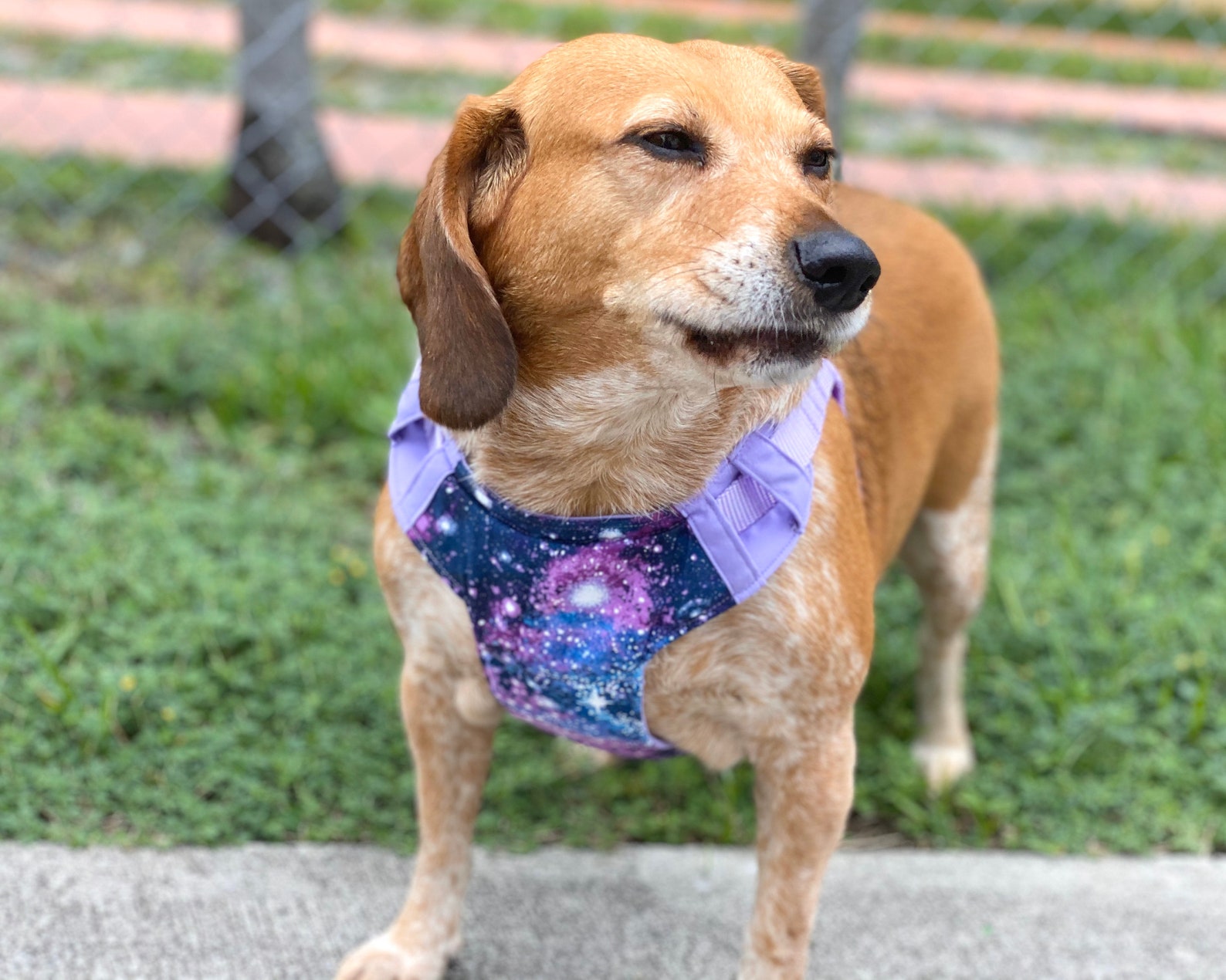 Galaxy dog harnessstep in dog harness dog vest harness Etsy