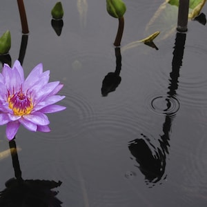Water Lilies