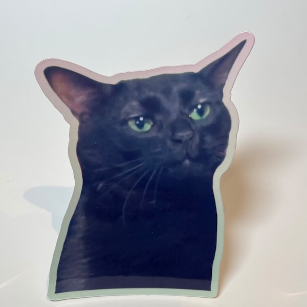 Black Cat Zoning Out