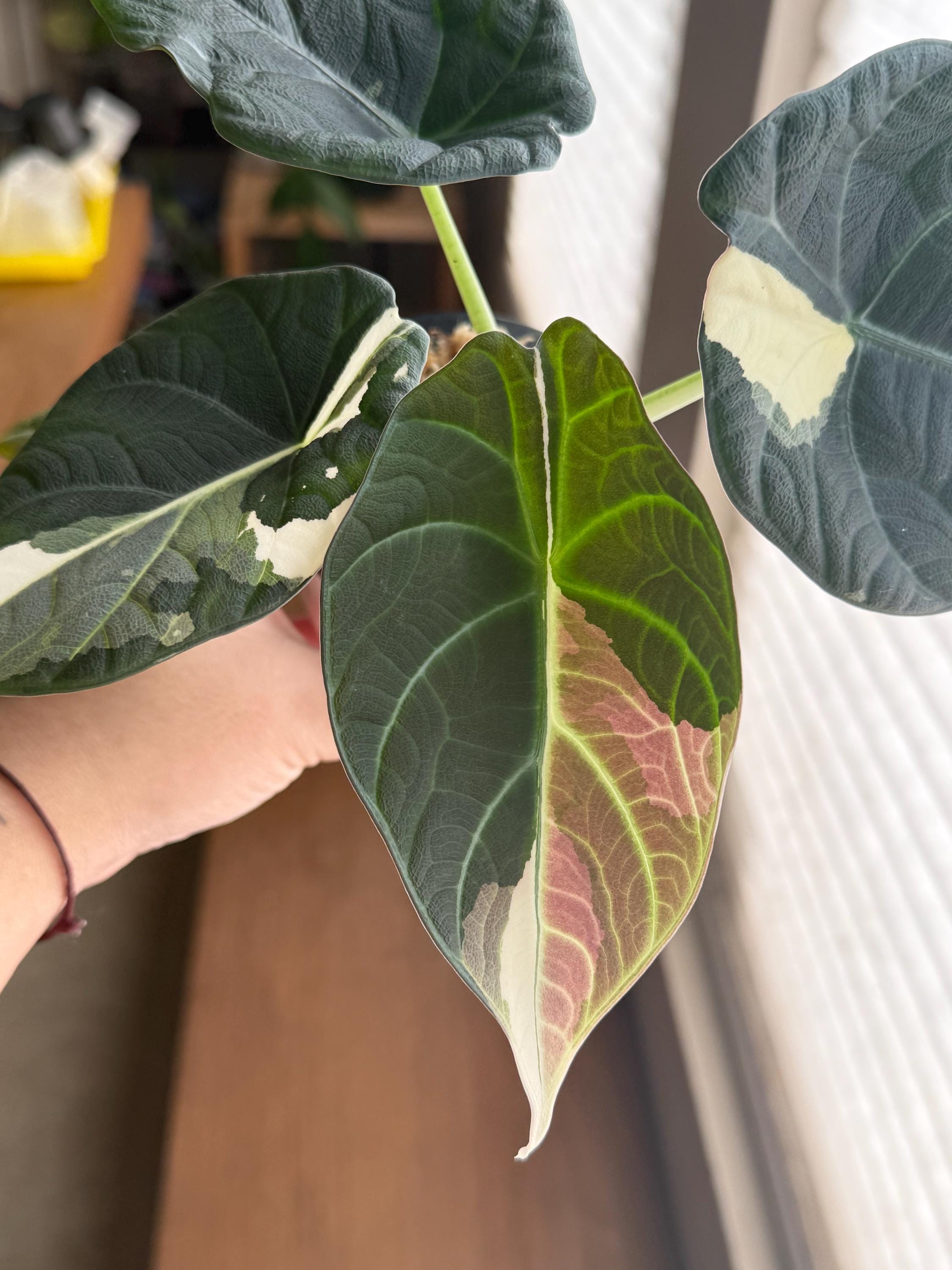 Alocasia Serendipity Variegated Pink - Etsy Alocasia Serendipity Variegated Pink - Etsy