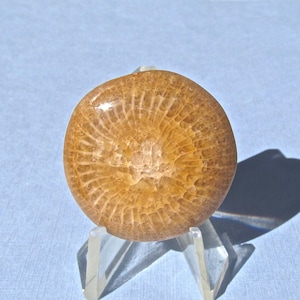 Rotes Horn versteinerte Korallen Cabochon-53 Cts.  32 mm Durchmesser