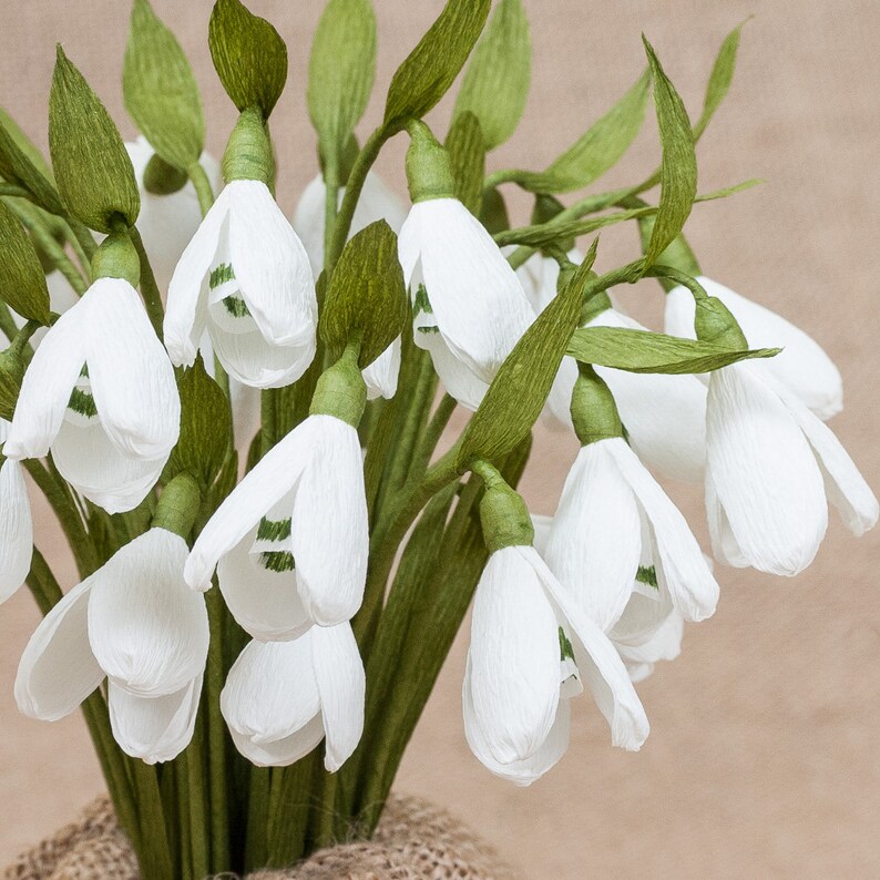 Купить Живые Подснежники В Горшке В Мурманске