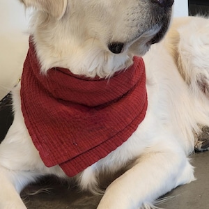 May include: A Golden Retriever dog wearing a red bandana. The dog is lying down, with its white fur contrasting against the red fabric. The dog's paws and face are visible.