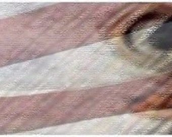 American flag eagle bug shield vinyl graphic decal wrap